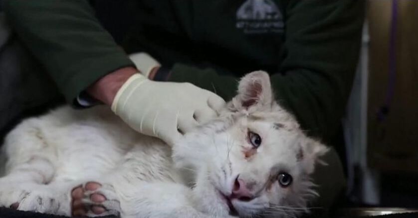 Λευκό τιγράκι που βρέθηκε στα σκουπίδια.«Να λυτρωθεί από το μαρτύριο» Λευκό-τιγράκι-που-βρέθηκε-στα-σκουπίδια.«Να-λυτρωθεί-από-το-μαρτύριο»