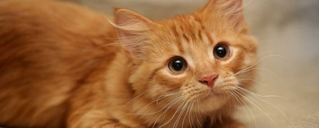 Σοκ στο Λουτράκι:Πέταξε τη γάτα της γειτόνισσας από… Σοκ-στο-Λουτράκι:Πέταξε-τη-γάτα-της-γειτόνισσας-από…