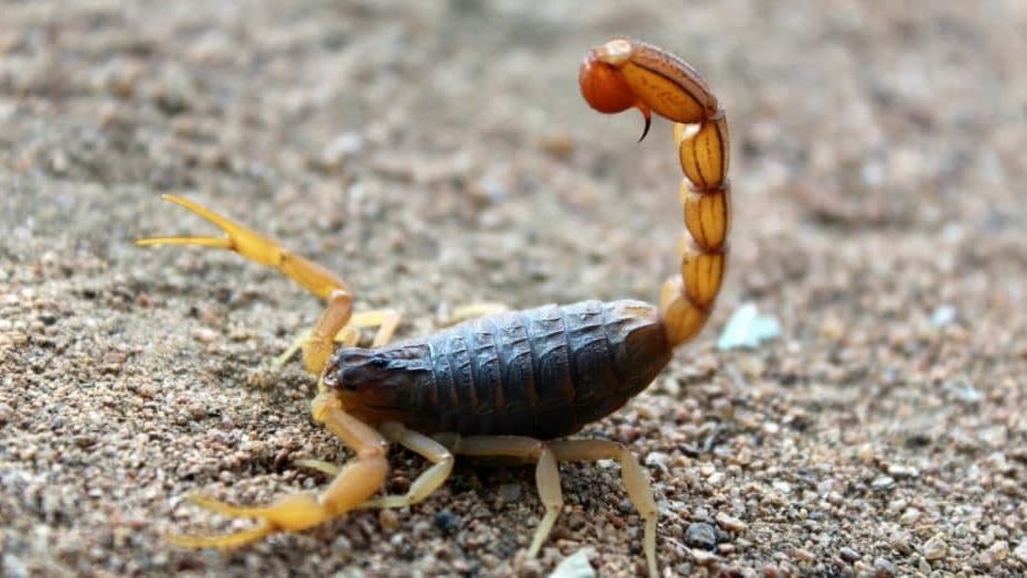 Λάρισα: 16χρονος κατέληξε στο νοσοκομείο μετά από τσίμπημα σκορπιού Λάρισα:-16χρονος-κατέληξε-στο-νοσοκομείο-μετά-από-τσίμπημα-σκορπιού