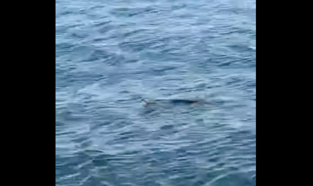 Εύβοια: Τρόμος για Αντιδήμαρχο – Κολυμπούσε δίπλα σε φίδι… Εύβοια:-Τρόμος-για-Αντιδήμαρχο-–-Κολυμπούσε-δίπλα-σε-φίδι…