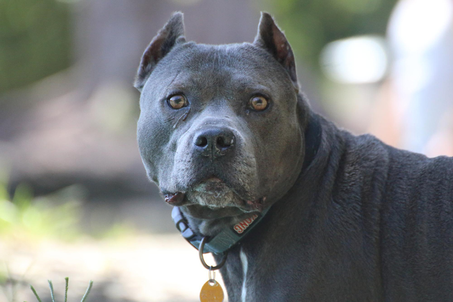 Ζάκυνθος: Σοκάρει ο πατέρας του 2χρονου που το έ@@@@ πιτμπουλ – Η τελευταία κίνηση του μικρού, πριν ξεψυχήσει – “Με κοίταξε και…” Ζάκυνθος:-Σοκάρει-ο-πατέρας-του-2χρονου-που-το-έ@@@@-το-πιτμπουλ-–-Συγκλονίζει-η-τελευταία-κίνηση-του-μικρού,-προτού-ξεψυχήσει-–-“Με-κοίταξε-και…”